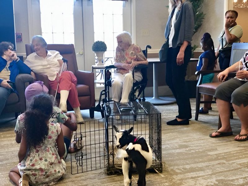 The Jordan family brings baby goats to visit a Columbia retirement community